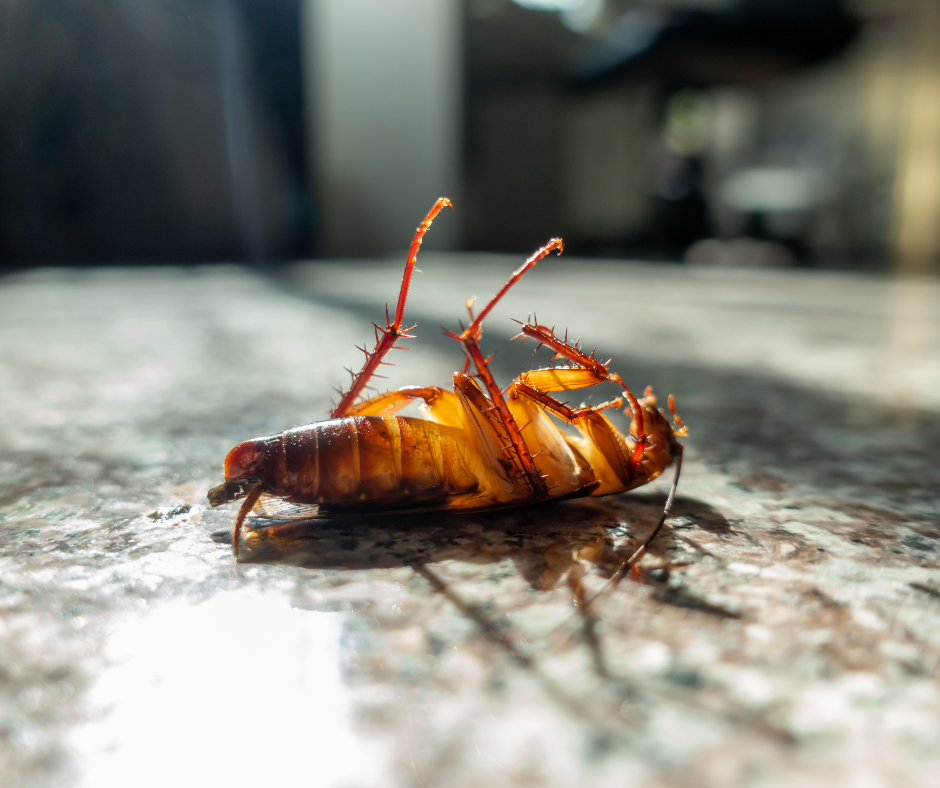 Cockroach Control Doncaster