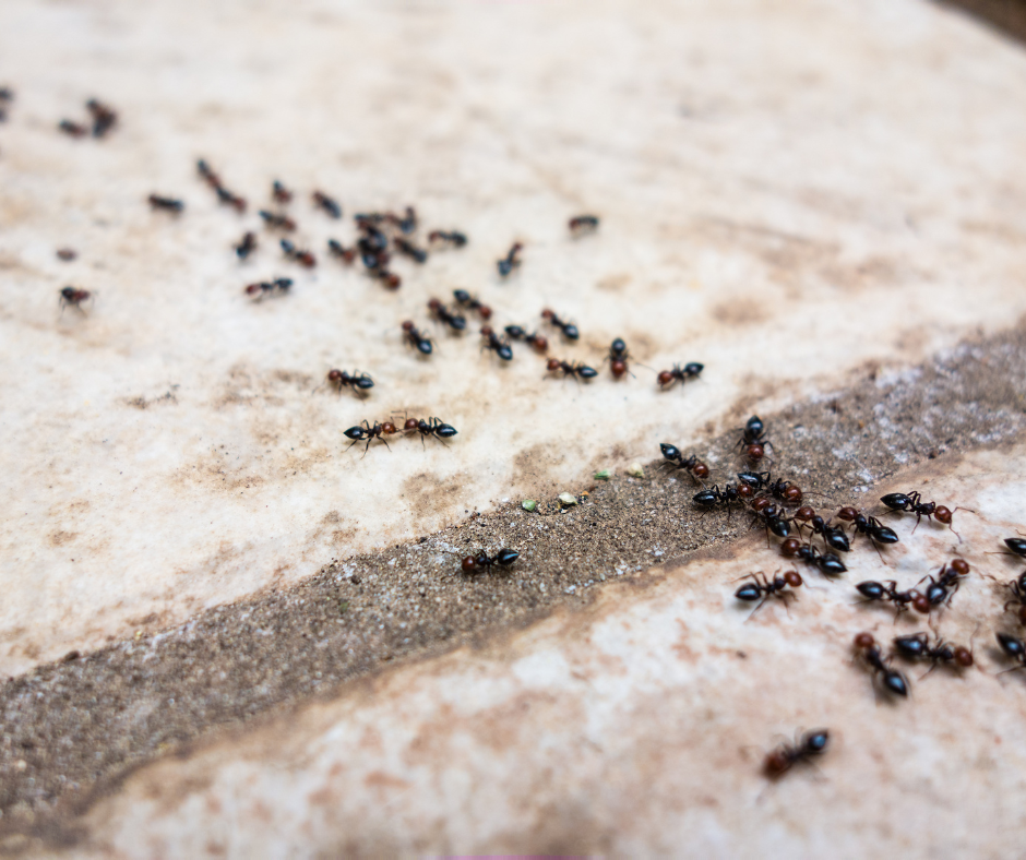 Ant Control Doncaster