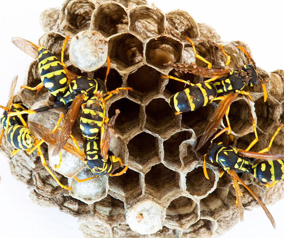 wasp nest removal shropshire
