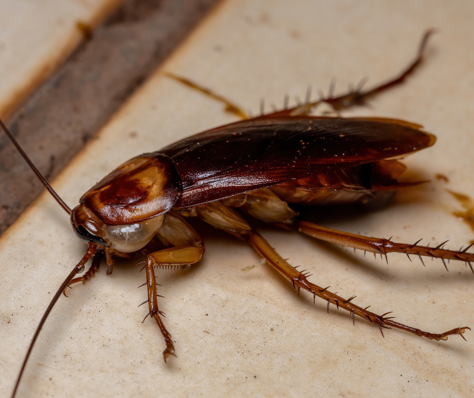 Cockroach-Control-Doncaster