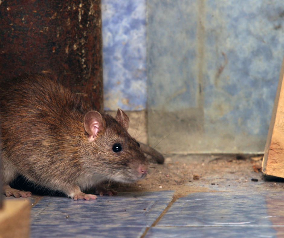 Rat-control-for-warehouses-in-doncaster
