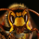 Wasp Nest Removal Shropshire