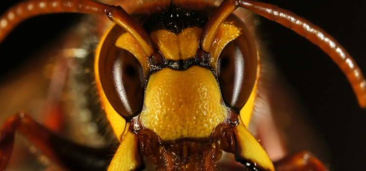 Are Wasps Dangerous? What Every Shropshire Homeowner Needs to Know