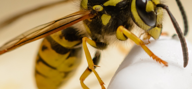 Wasp Nest Treatments Ironbridge