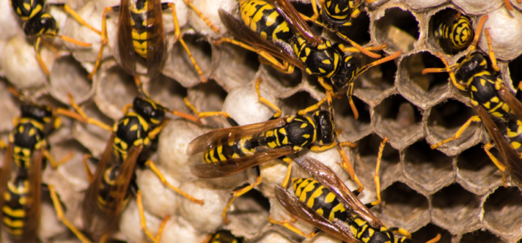 How Much Does Wasp Nest Removal Cost in Shropshire