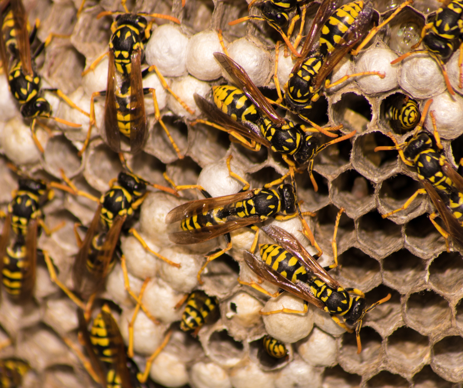 Wasp nest removal Doncaster