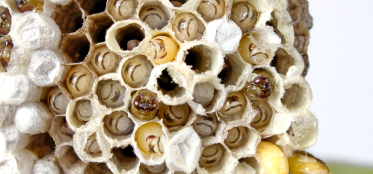 Wasp Nest Removal in Shropshire – Why You Shouldn’t Do It Yourself