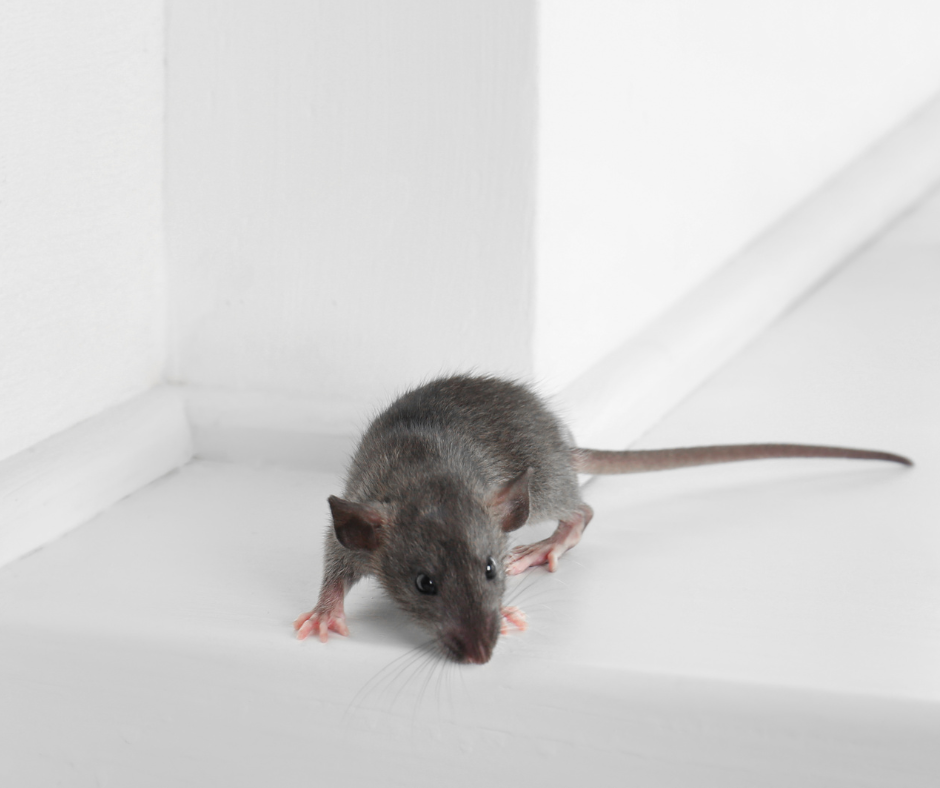 mice control doncaster