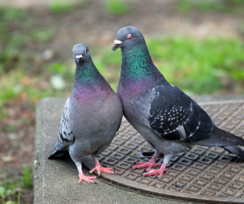 pigeon-control-doncaster