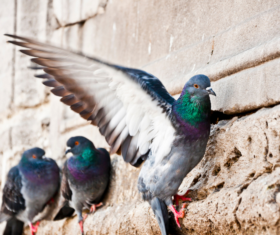 pigeon Control Doncaster
